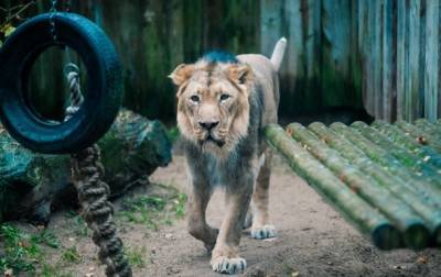 Лев - В зоопарке Таллинна у льва был диагностирован коронавирус - korrespondent.net - Эстония - Таллинн