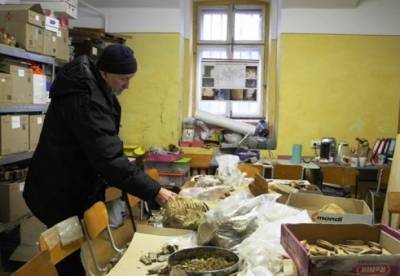 В Черновицкой области обнаружили зуб мамонта (фото)
