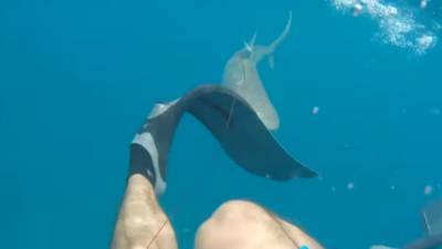 Усатая акула вцепилась в соски фотографа и была оторвана плоскогубцами