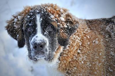 Застрявшую на льдине в Кронштадте собаку спасли волонтеры