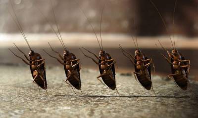 В Роспотребнадзоре предупредили россиян о скорой активизации тараканов