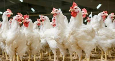 Беларусь ограничивает ввоз птицы из Краснодарского края из-за птичьего гриппа