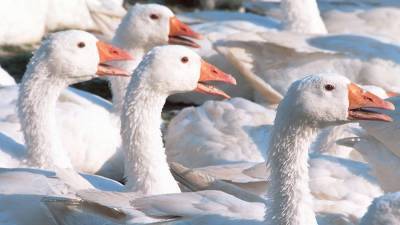 В Японии уничтожат 12 тысяч гусей из-за птичьего гриппа