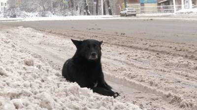В Бурятии расследуют ряд уголовных дел после серии нападений бездомных собак на людей - 1tv.ru - Новосибирск - Улан-Удэ - респ.Бурятия