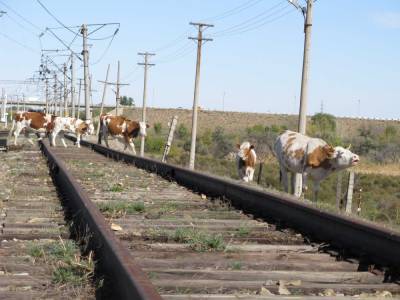 Сотрудники ПривЖД напоминают об опасности выпаса домашних животных вблизи железной дороги