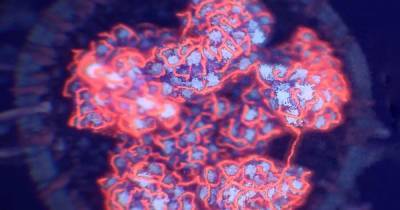 Ученые обнаружили новый уязвимый для коронавируса белок