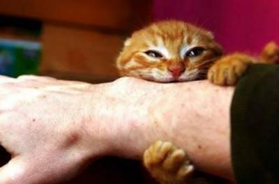 Почему кошка внезапно вцепляется в руку, если вы хотите ее погладить