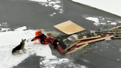 Волонтеры спасли собаку, застрявшую на льдине в Кронштадте