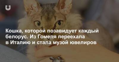 Кошка, которой позавидует каждый белорус. Из Гомеля переехала в Италию и стала музой ювелиров