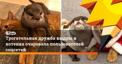 Трогательная дружба выдры и котенка очаровала пользователей соцсетей