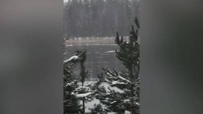 Жителей Ленобласти попросили не беспокоить оставшихся на зиму лебедей