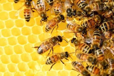 Как новый закон поможет липецким пчеловодам