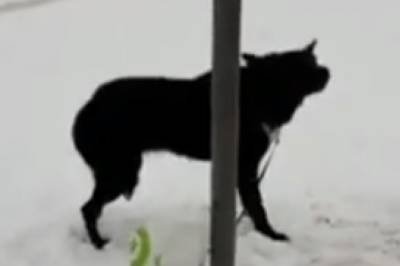 Во Львове мужчина бросил собаку в мороз на привязи и написал, что отдает в добрые руки (видео)