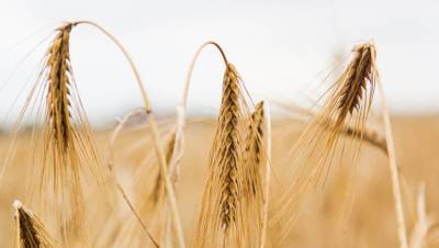 Абрамченко: урожай зерна в 2021 году может составить 131 млн тонн