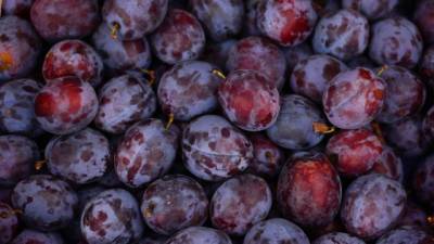 Аграрии России в 2020 г. собрали рекордный урожай ягод и плодов – 3,6 млн тонн