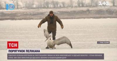 Гонялись по лиману за птицей: в Одесской области спасли редкого пеликана (видео)
