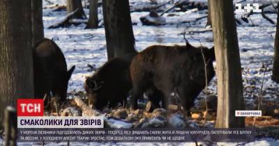 Винницкие лесники показали, как кормят диких зверей в лютый мороз: (видео)