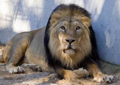 У усыпленного в Таллинском зоопарке льва обнаружили коронавирус