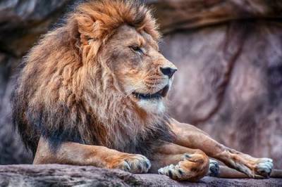 Лев - Усыпленный в Таллинском зоопарке лев оказался болен коронавирусом - argumenti.ru - Эстония