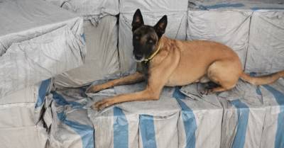 ФОТО: Служебная собака нашла в Рижском порту девять миллионов контрабандных сигарет