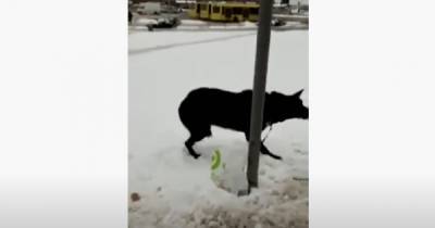 Во Львове мужчина оставил собаку на морозе, оставив с ней записку