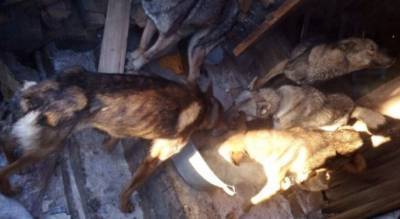 Умирали голодной смертью: нашли дом, в котором погибло 15 собак
