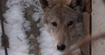 "Не ест каши и не лает": в Чернигове супруги приютили искалеченного щенка, который оказался волком (видео)