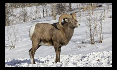 Ученые дали «добро» на заселение Ямала снежными баранами