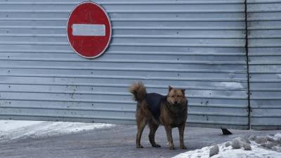 В Ухте ввели режим повышенной готовности из-за нападений бродячих собак