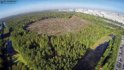 Власти Петербурга собираются достроить экопарк, ради которого вырубили тысячи деревьев