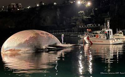 Der Spiegel (Германия): в Неаполитанском заливе обнаружили огромного мертвого кита