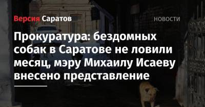 Прокуратура: бездомных собак в Саратове не ловили месяц, мэру Михаилу Исаеву внесено представление