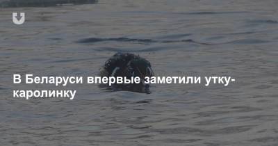 В Беларуси впервые заметили утку-каролинку