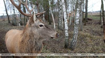 Популяция благородного оленя в Витебской области к 2025 году увеличится в два раза