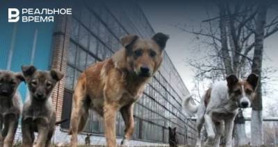 Прокуратура Казани вынесла преставление ООО «Зооцентр» за ненадлежащий отлов и содержание собак