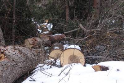 В Вырице зафиксирована незаконная вырубка леса — фото
