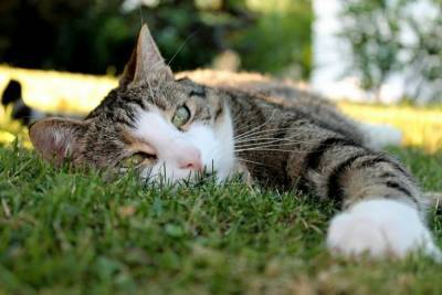 Японские биологи узнали, что кошачья мята защищает кошек от комаров