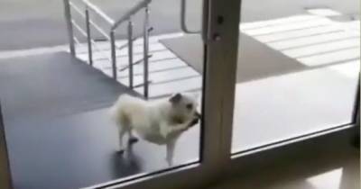 Турецкий Хатико: пес неделю ждал больного коронавирусом хозяина у порога больницы (видео)