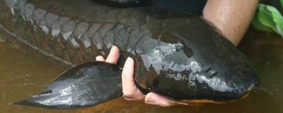 В Астралии водится рыба-рекордсмен с геномом в 14 раз длиннее человеческого