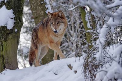 В Рязанской области увеличилась численность волков