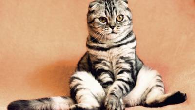 Биологи объяснили любовь котов к мяте