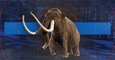 На Буковине нашли зуб мамонта, которому 300 тысяч лет
