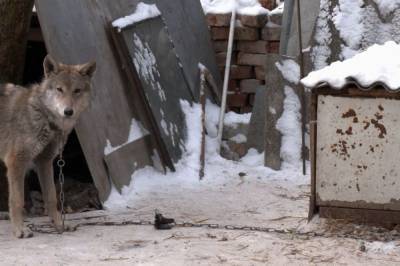 В Чернигове жительница вместо щенка случайно приютила дома волка