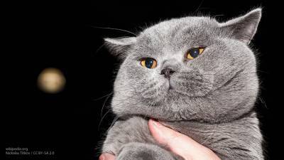 Японские биологи рассказали, почему кошкам нравится кошачья мята