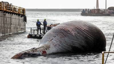 У берегов Италии обнаружили огромного мертвого кита