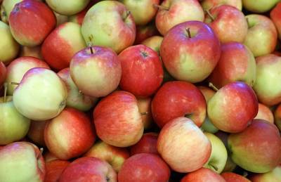 Польша лидирует в Европе по уровню запасов яблок