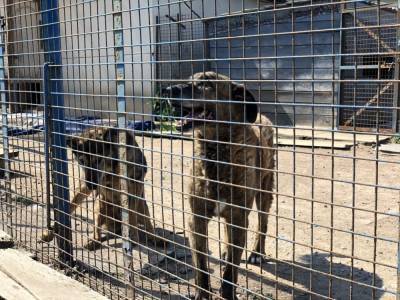 Муниципальный приют для бездомных животных откроют в Салехарде