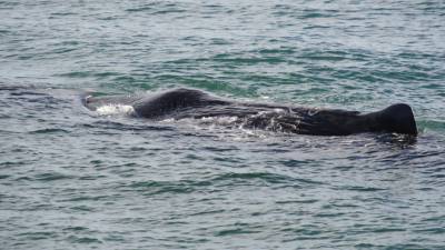 У берегов Италии обнаружили огромную тушу полосатикового кита