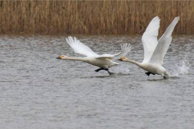 На озере в Ровенской области во время сильных морозов погибла семья лебедей