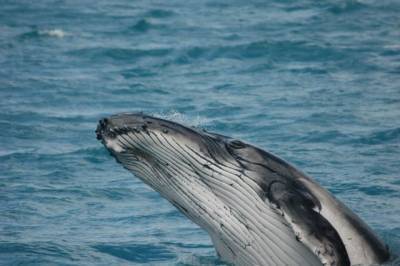 В Средиземном море у берегов Италии обнаружена огромная туша кита